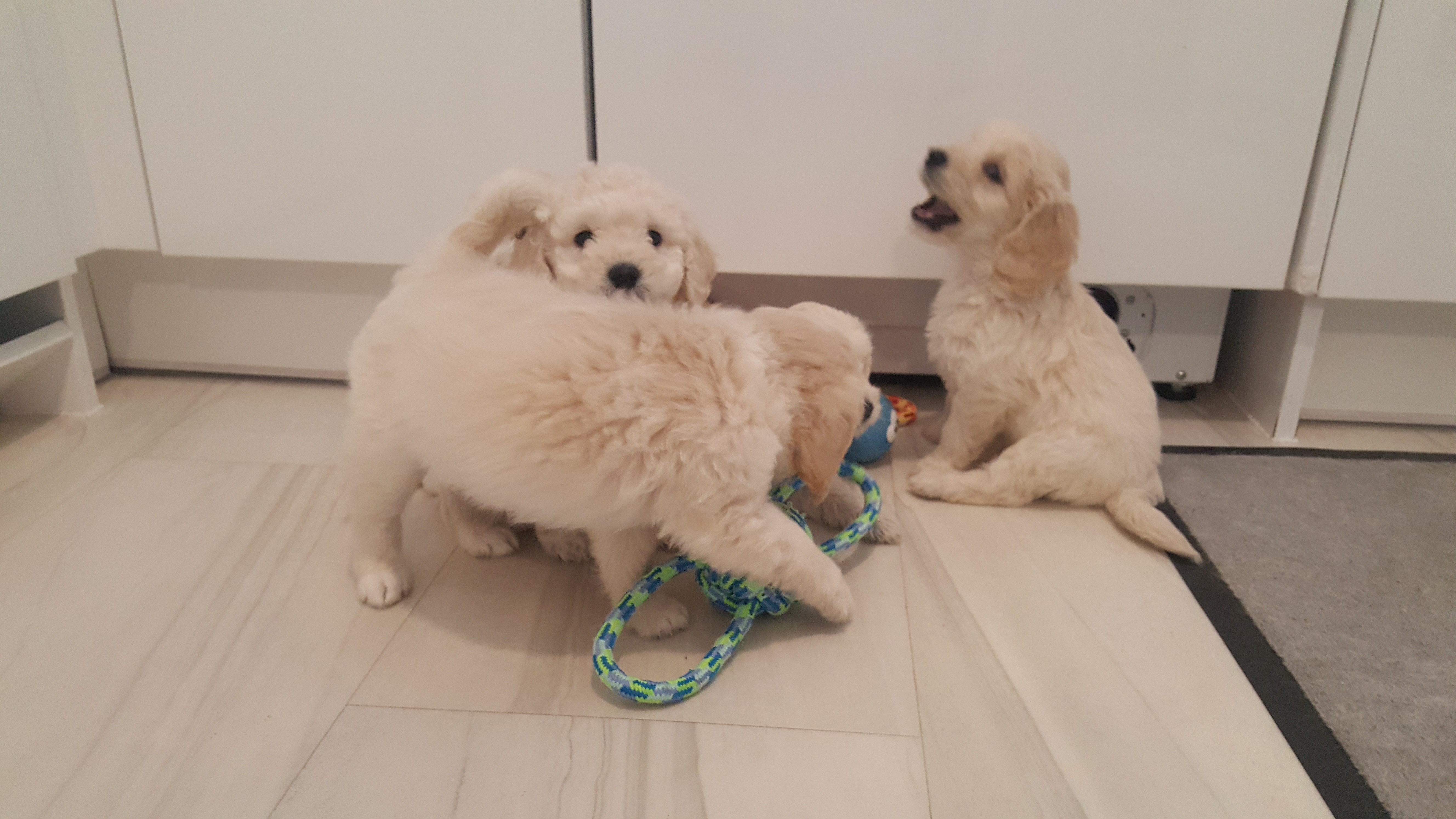 Labradoodle x Sproodle stunning puppies 